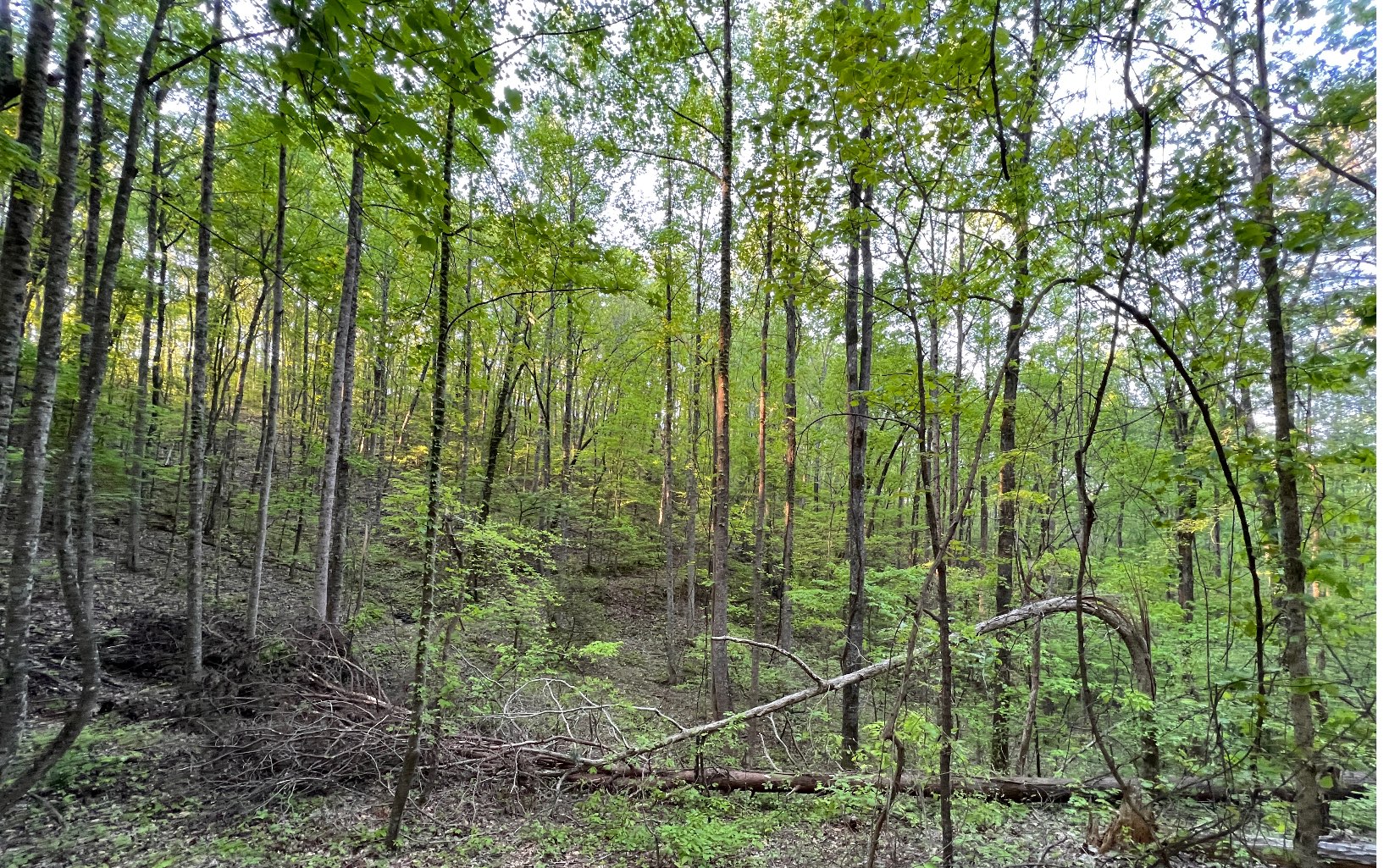 3.45 Raven Cliff Road Talking Rock, GA 30175 - Photo 6 of 12 Additional View