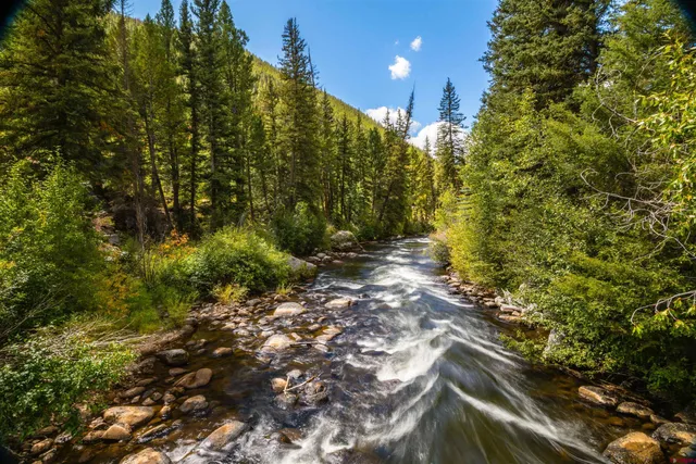 a view of a yard with plants and large trees