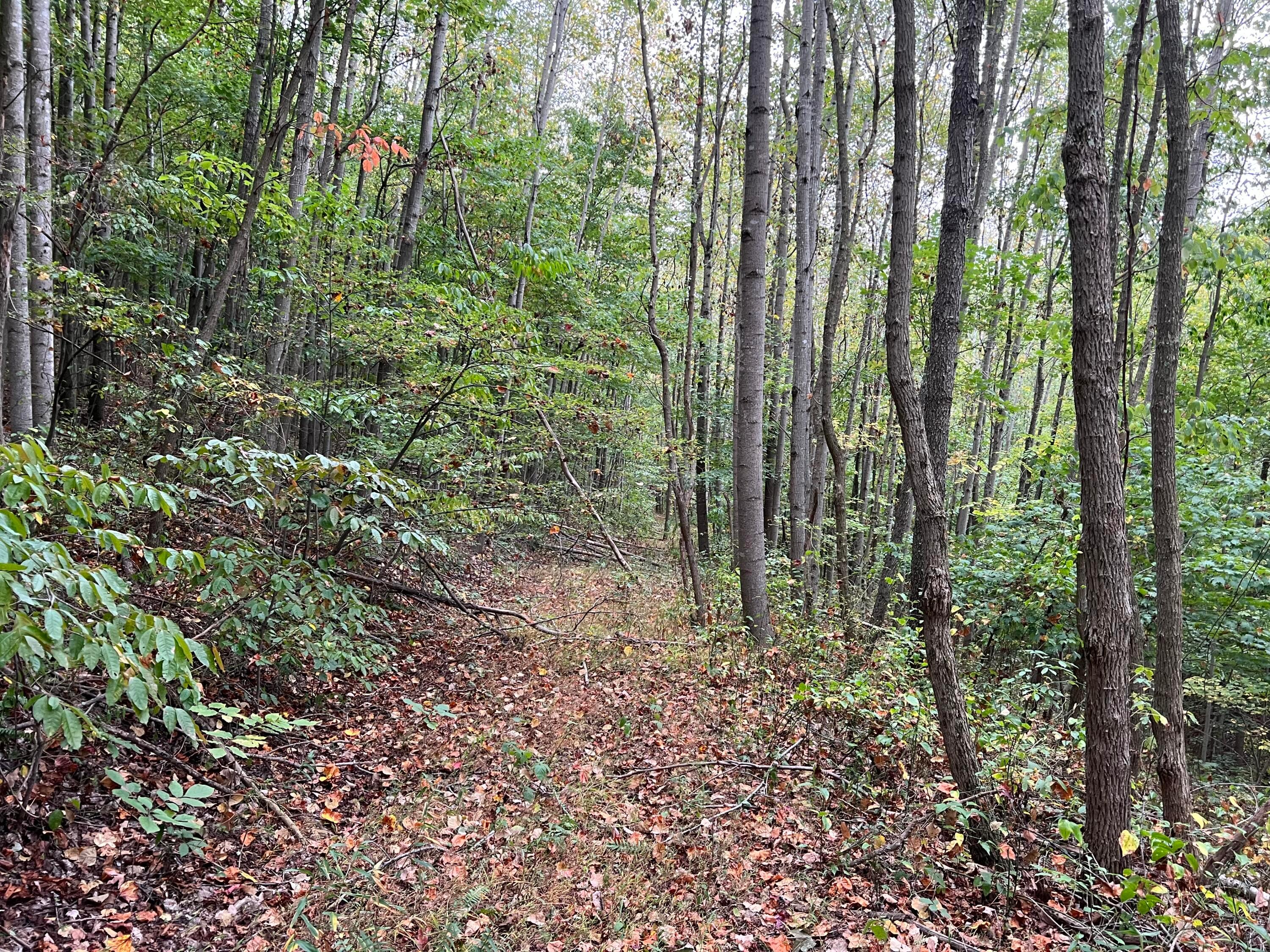 0 Election Road Laurelville, OH 43135 - Photo 22 of 33 road into woods