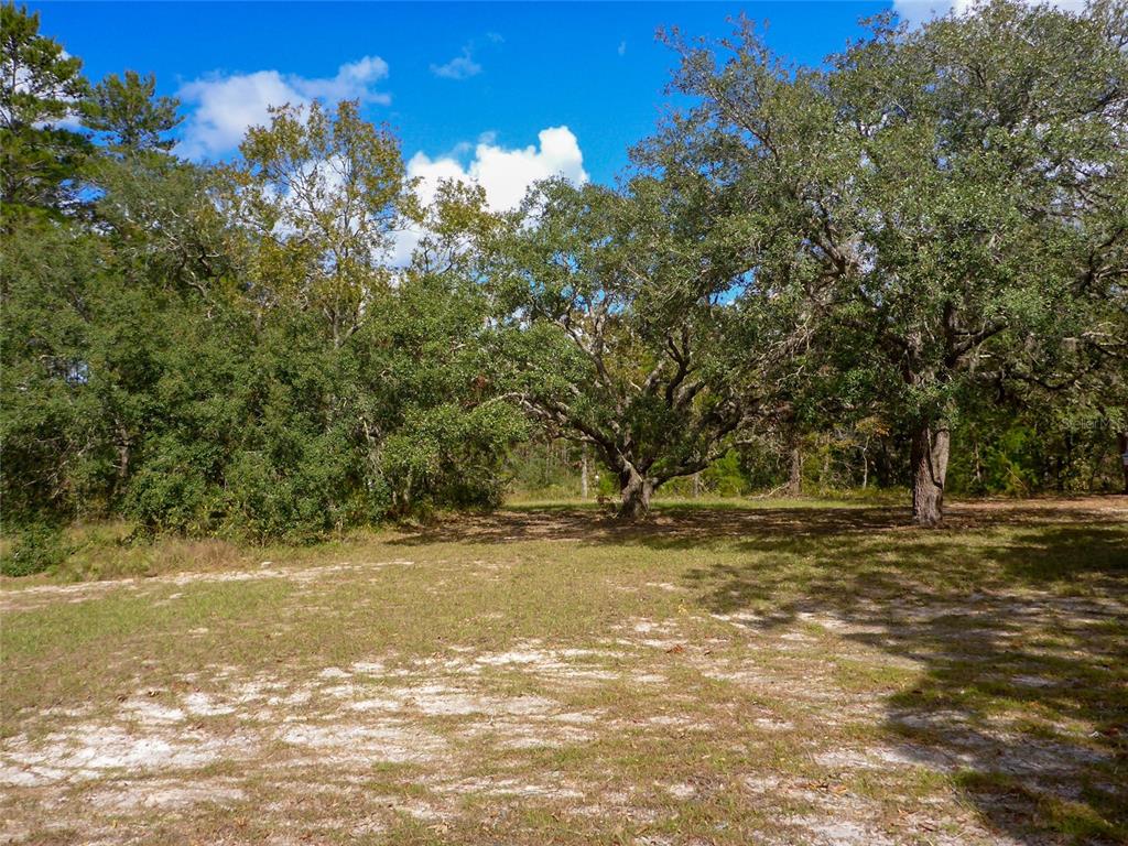 12271 Centralia Road Weeki Wachee, FL 34614 - Photo 33 of 36 a view of a yard with a tree