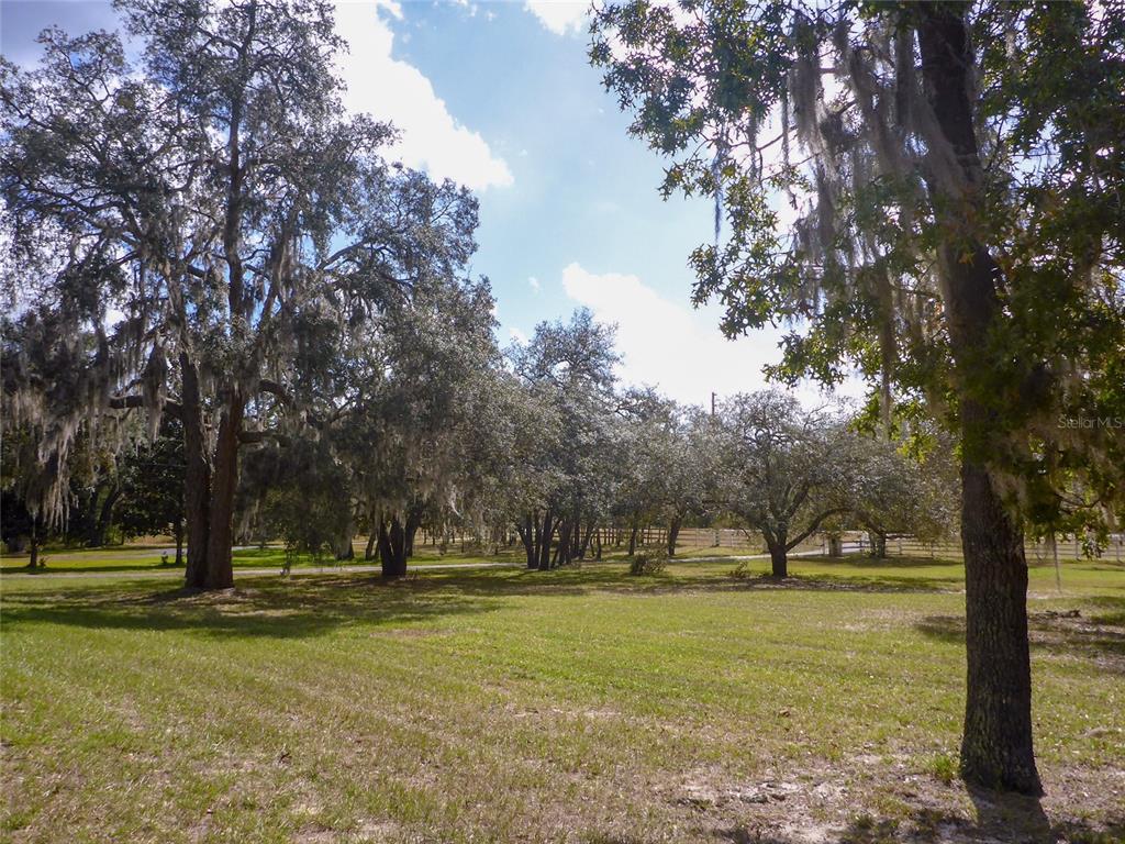 12271 Centralia Road Weeki Wachee, FL 34614 - Photo 35 of 36 a view of yard with tree