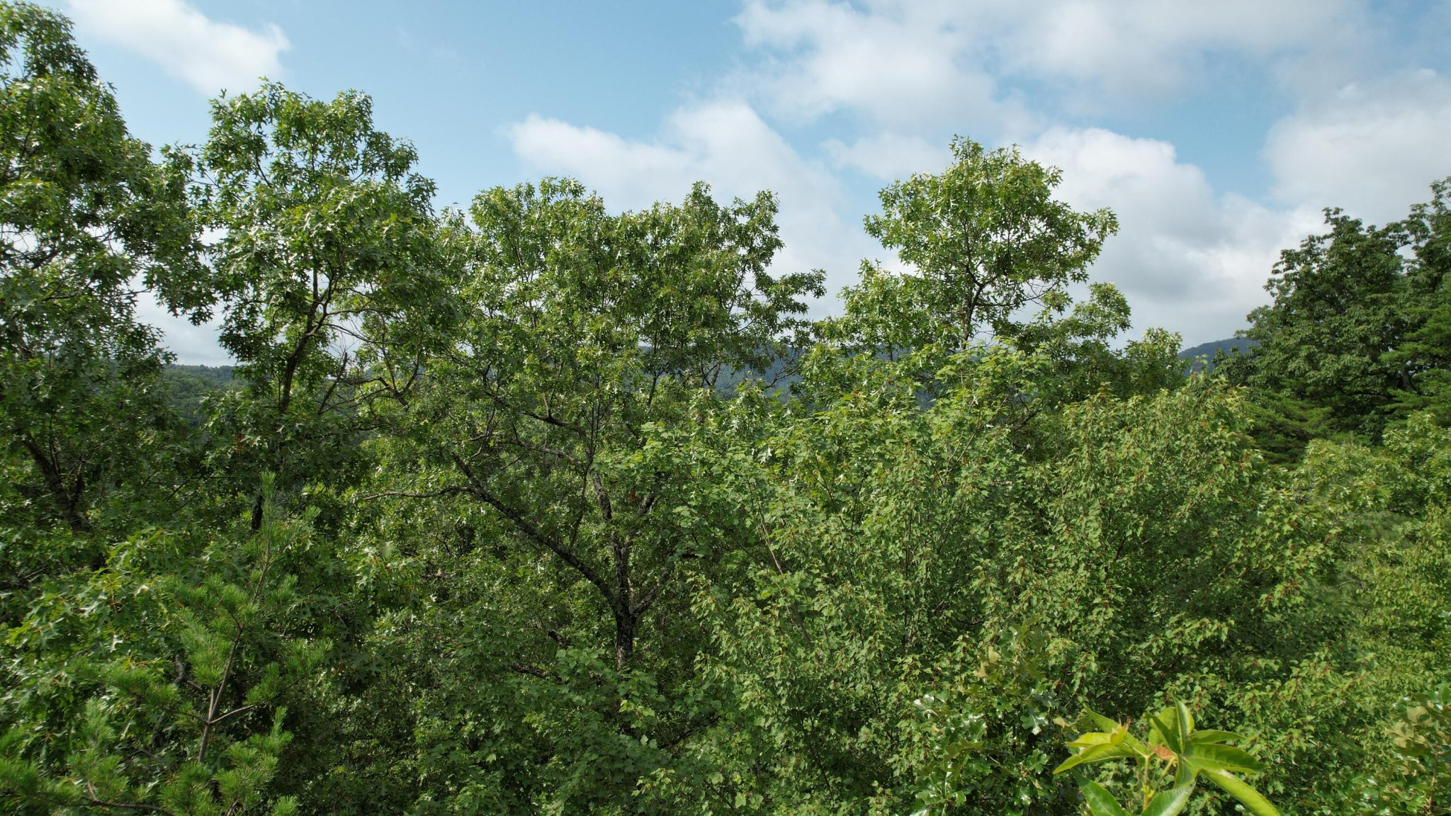 98 Black Powder Lane Sevierville, TN 37862 - Photo 13 of 30