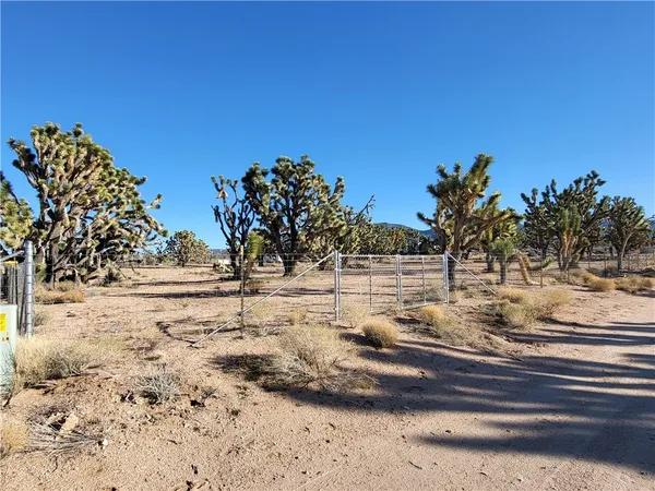 a view of a yard with trees