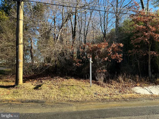 a view of a yard with plants and large trees