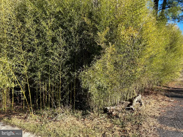a view of a yard covered with trees