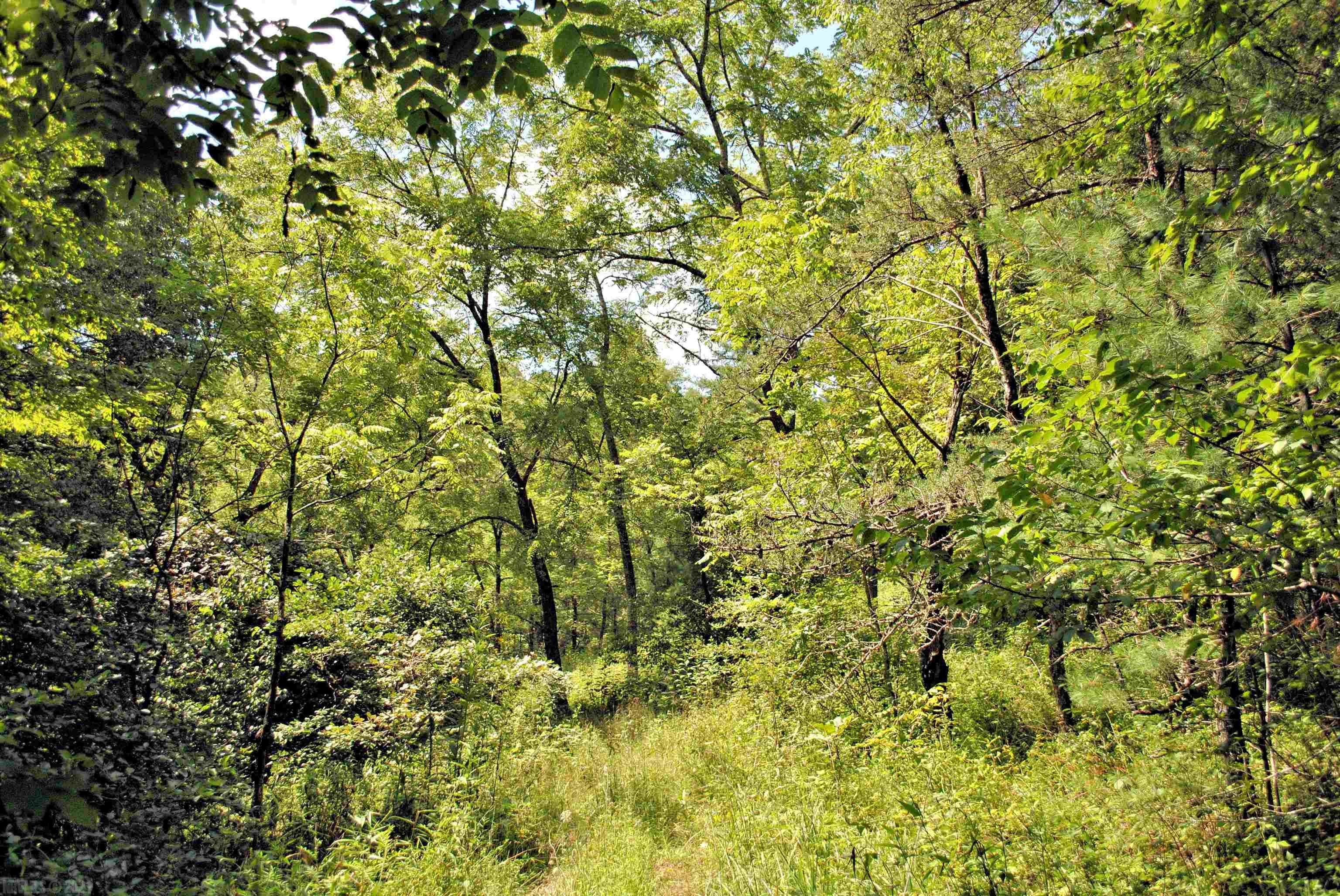 Tbd 153.054-ac Tbd 153.054-ac Chestnut Ridge Road Riner, VA 24149 - Photo 25 of 31 Gallery Image 25