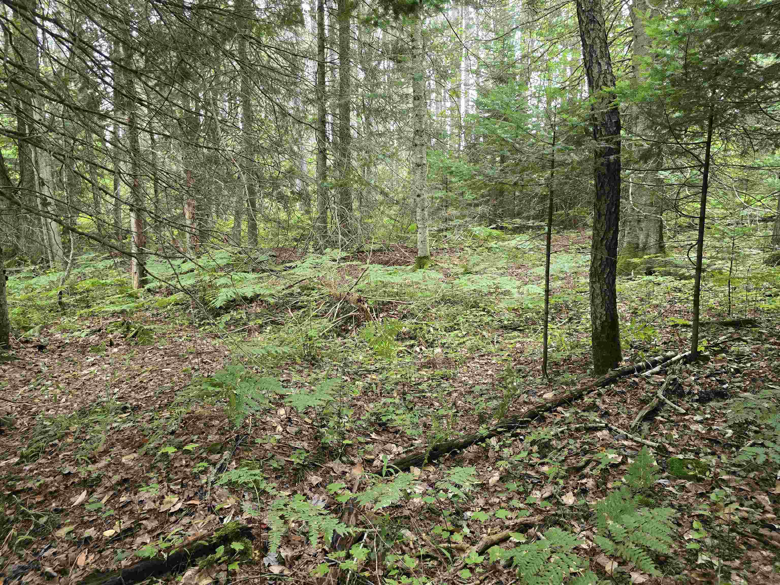 10.11-acres Golden Road Southeast Kalkaska, MI 49646 - Photo 10 of 17