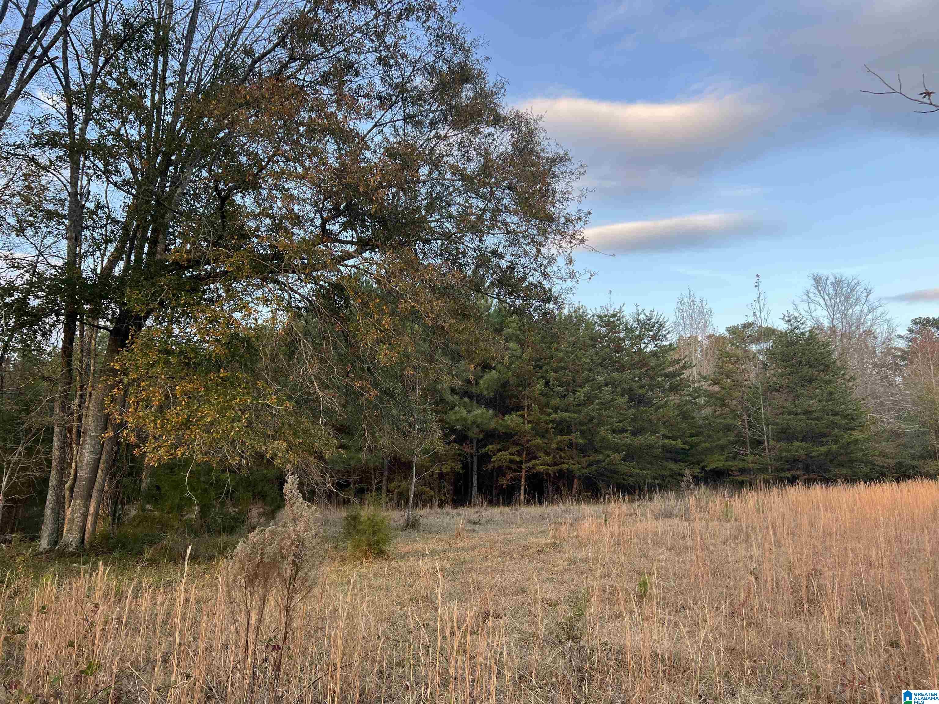 11-acres Risers Mill Road, Unit 11 ACRES Alpine, AL 35014 - Photo 15 of 23