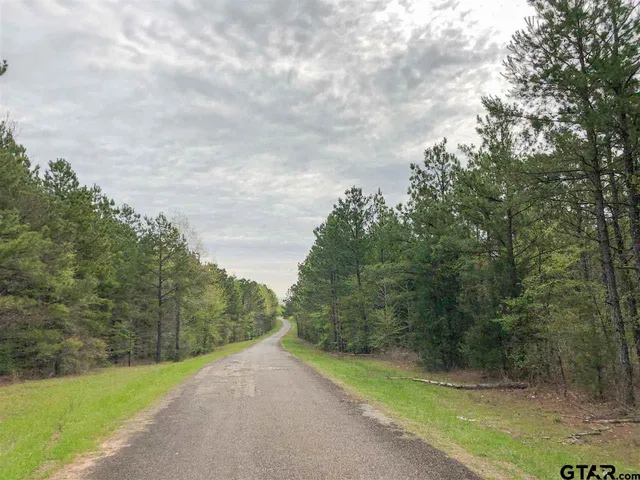 a view of a forest with trees in the background