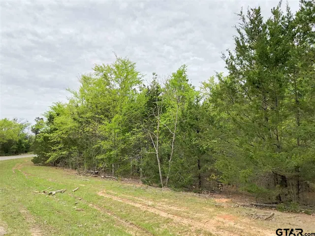 a close up of a tree