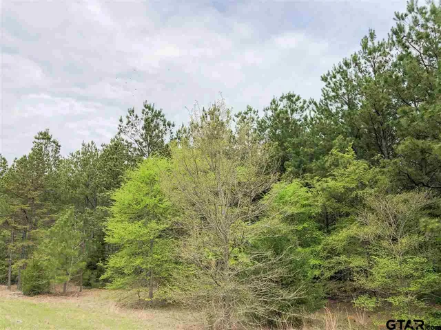 a view of a forest with trees