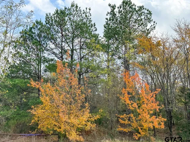 a view of under tree