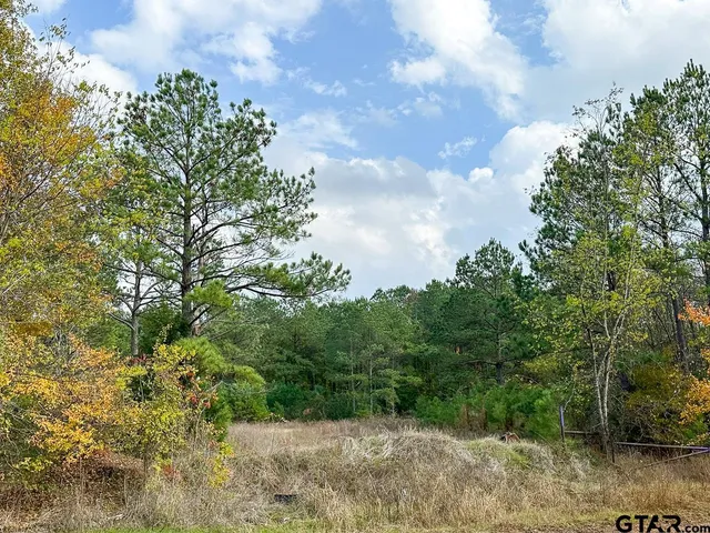 a view of a bunch of trees and bushes