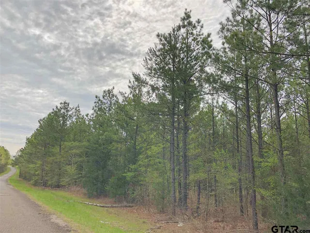 a view of a tree in a yard