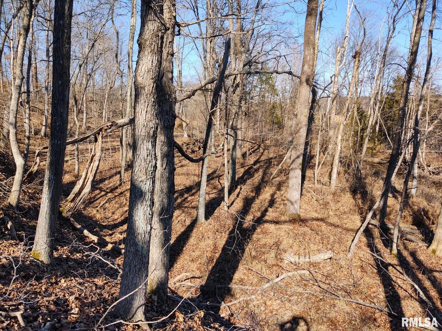 6270 Buncombe Road Buncombe, IL 62912 - Photo 65 of 71 a picture of trees