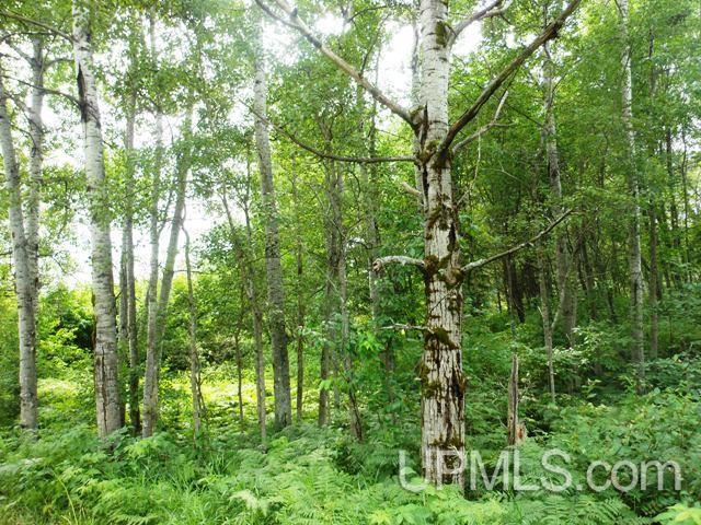 Tbd West Sunset Lake Road Iron River, MI 49935 - Photo 4 of 8