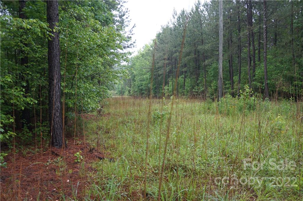 5 /- Ac Rock Cut Road, Unit 2 2 Smyrna, SC 29743 - Photo 11 of 19 a view of a lush green forest