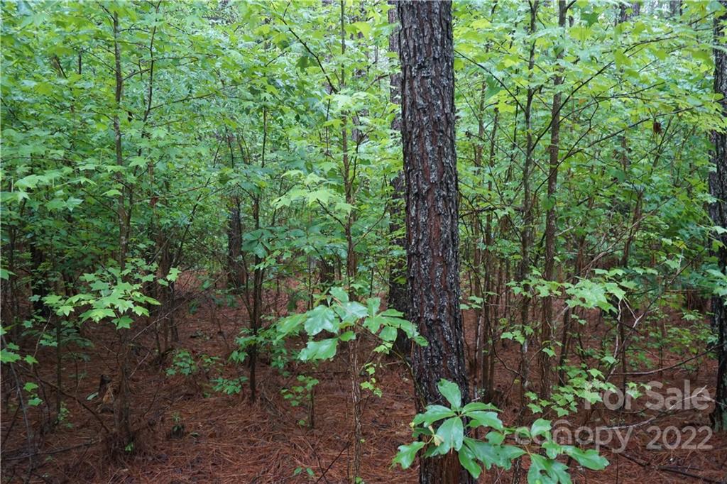 5 /- Ac Rock Cut Road, Unit 2 2 Smyrna, SC 29743 - Photo 12 of 19 a backyard of a house with lots of green space