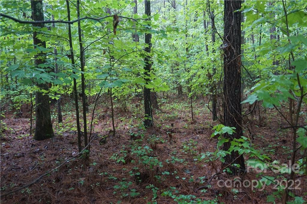 5 /- Ac Rock Cut Road, Unit 2 2 Smyrna, SC 29743 - Photo 15 of 19 a view of forest
