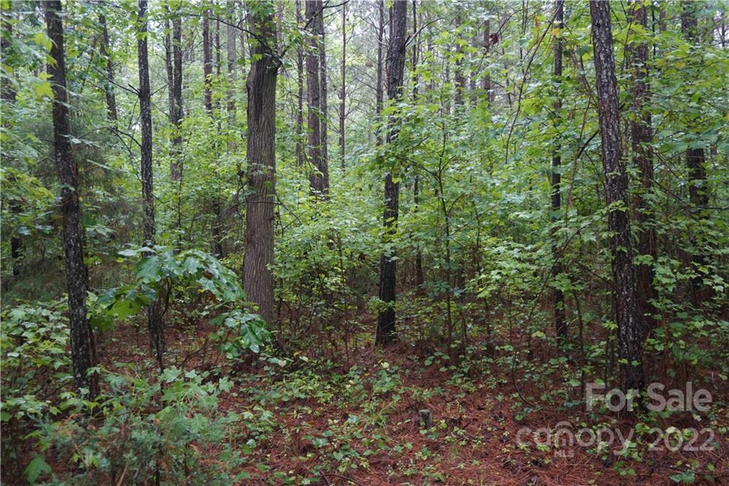 5 /- Ac Rock Cut Road, Unit 2 2 Smyrna, SC 29743 - Photo 16 of 19 a view of a lush green forest