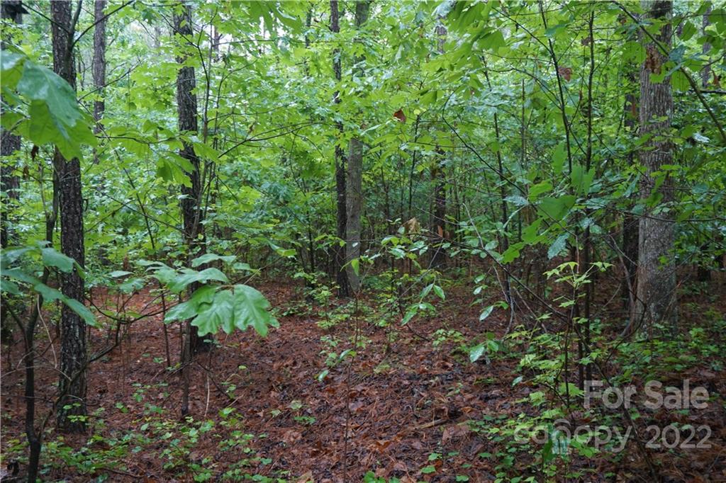 5 /- Ac Rock Cut Road, Unit 2 2 Smyrna, SC 29743 - Photo 18 of 19 a plant view in yard