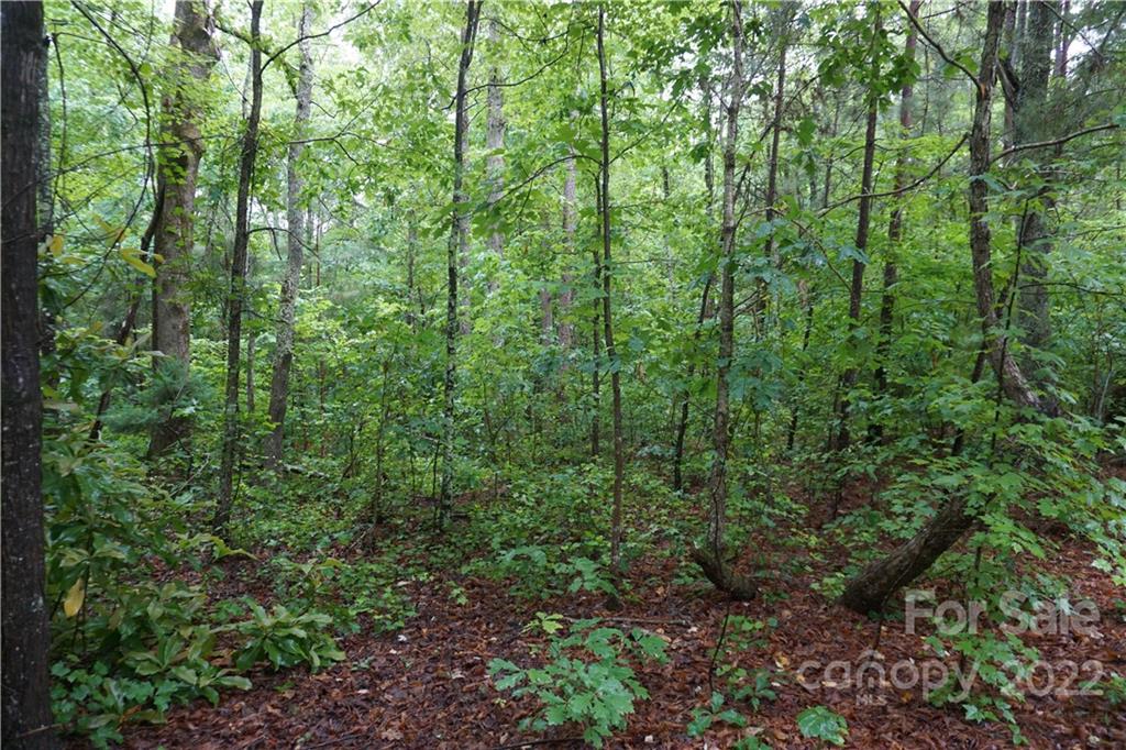 5 /- Ac Rock Cut Road, Unit 2 2 Smyrna, SC 29743 - Photo 3 of 19 a view of a lush green forest