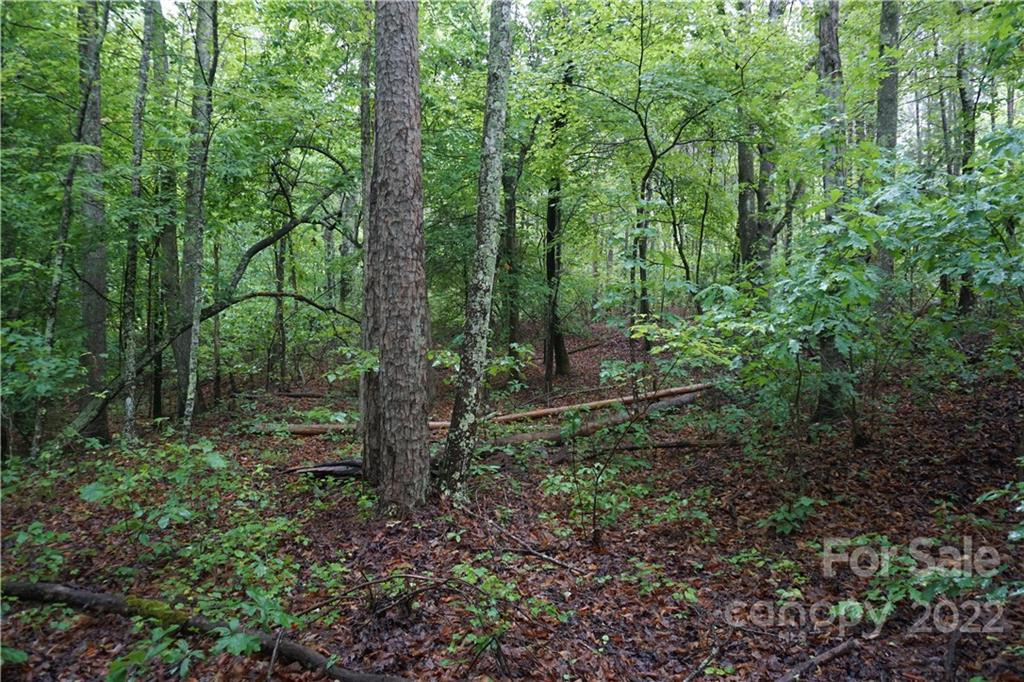 5 /- Ac Rock Cut Road, Unit 2 2 Smyrna, SC 29743 - Photo 4 of 19 a view of a forest with trees