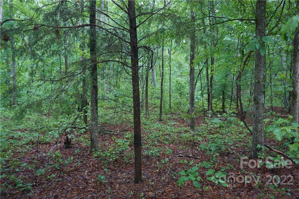 5 /- Ac Rock Cut Road, Unit 2 2 Smyrna, SC 29743 - Photo 5 of 19 a view of a forest