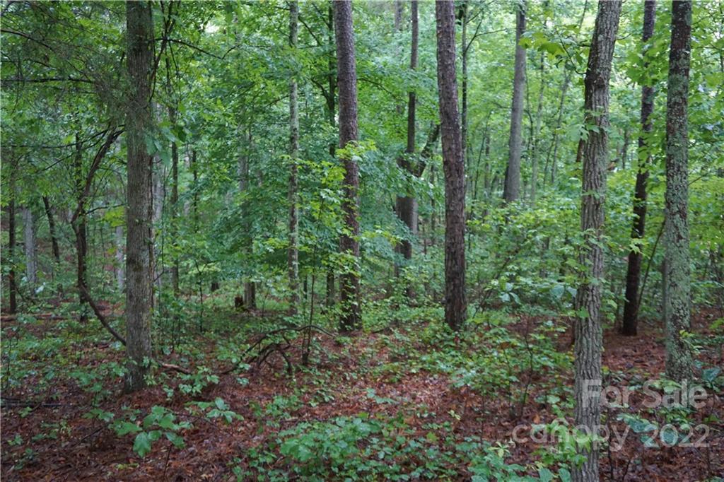 5 /- Ac Rock Cut Road, Unit 2 2 Smyrna, SC 29743 - Photo 6 of 19 a view of a lush green forest