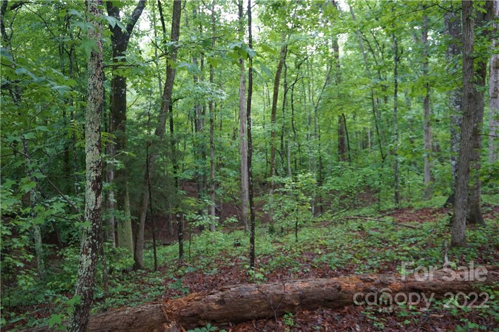 5 /- Ac Rock Cut Road, Unit 2 2 Smyrna, SC 29743 - Photo 7 of 19 a view of lush green forest
