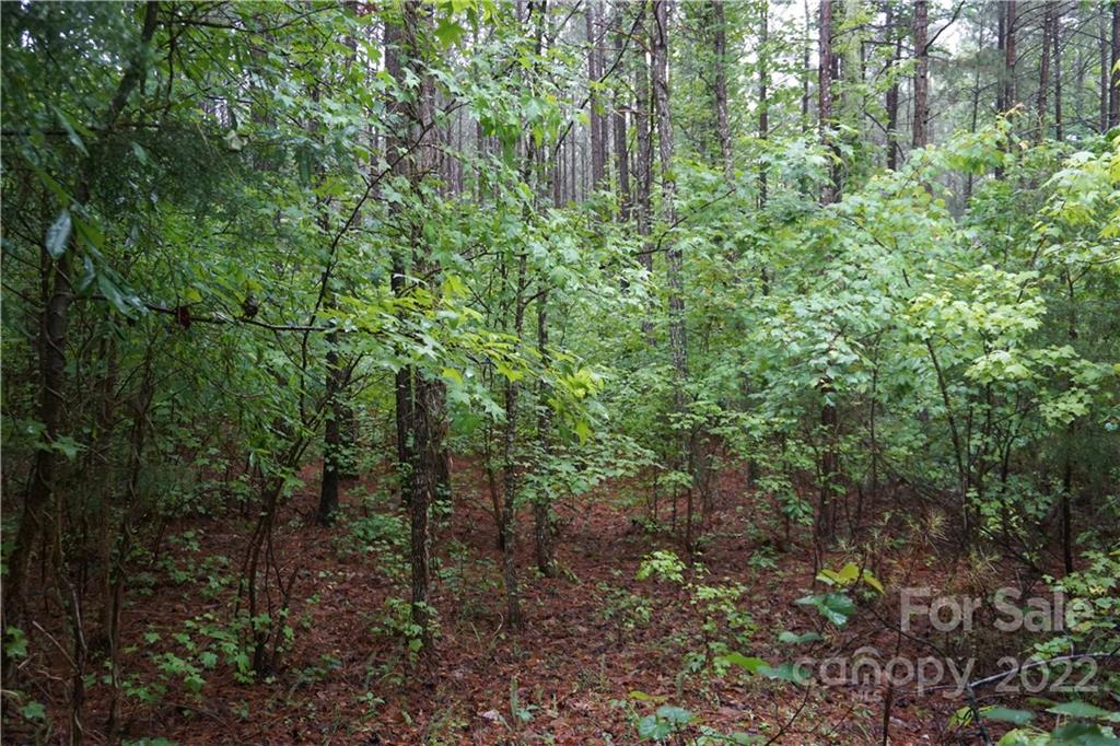 5 /- Ac Rock Cut Road, Unit 2 2 Smyrna, SC 29743 - Photo 8 of 19 a view of a forest with lots of trees