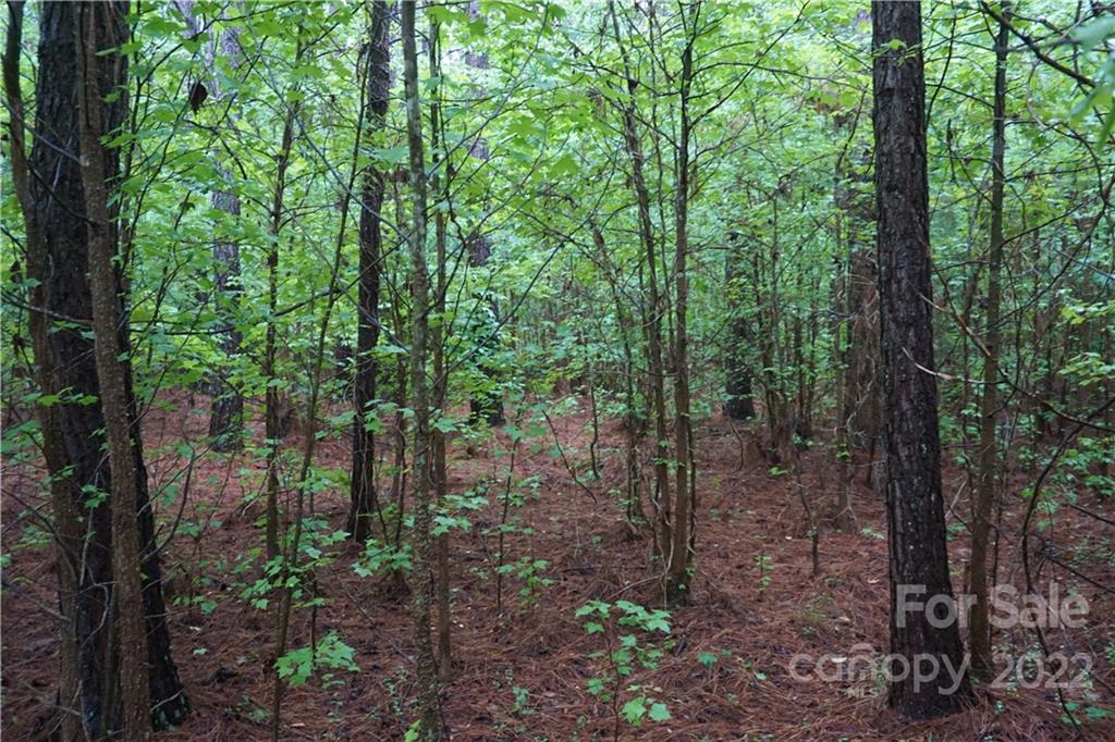 5 /- Ac Rock Cut Road, Unit 2 2 Smyrna, SC 29743 - Photo 9 of 19 a view of a forest with lots of trees