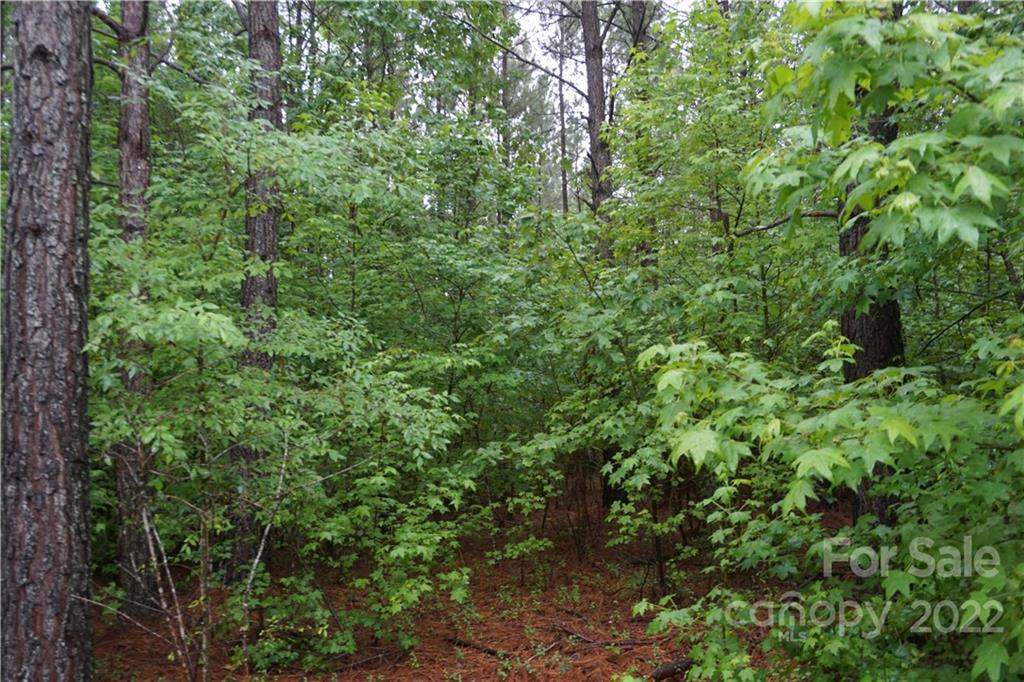5 /- Ac Rock Cut Road, Unit 2 2 Smyrna, SC 29743 - Photo 10 of 19 a view of a lush green forest