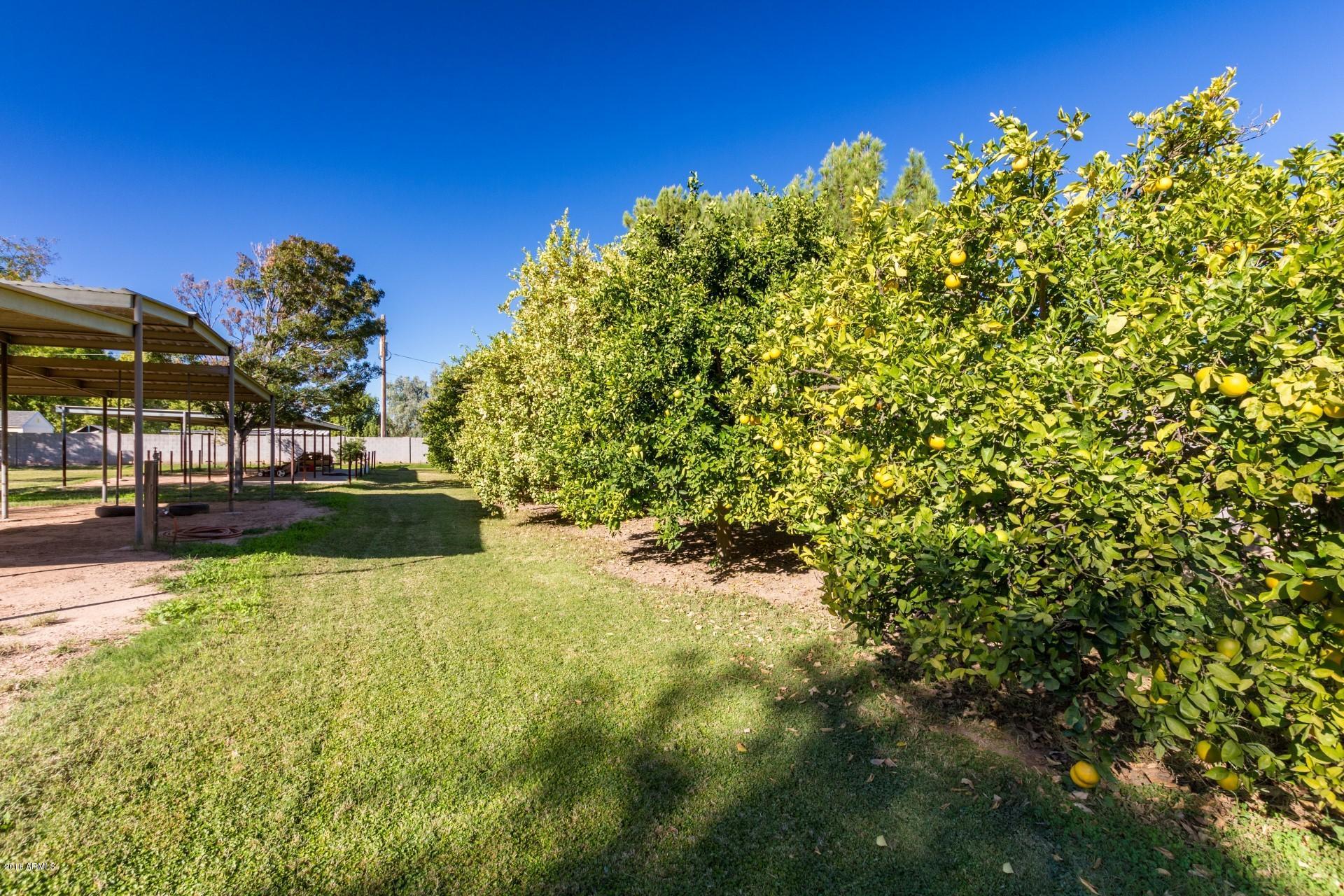 16322 East Fairview Street Gilbert, AZ 85295 - Photo 30 of 68 9 Citrus trees