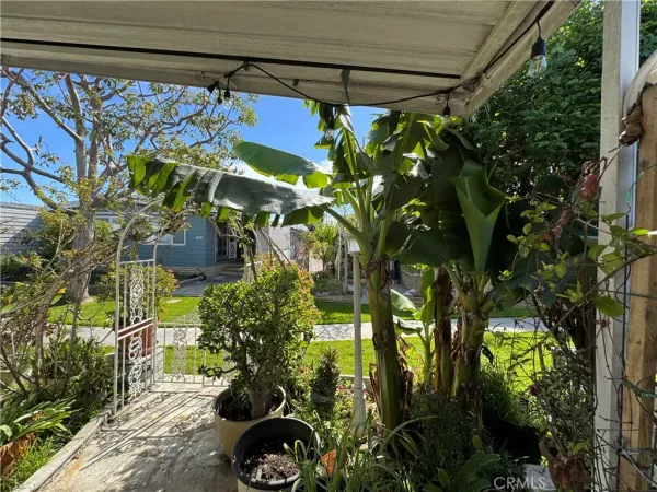 a view of tree in a yard