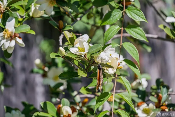 $1,395,000 | 2315 Eunice Street, Berkeley, CA 94708