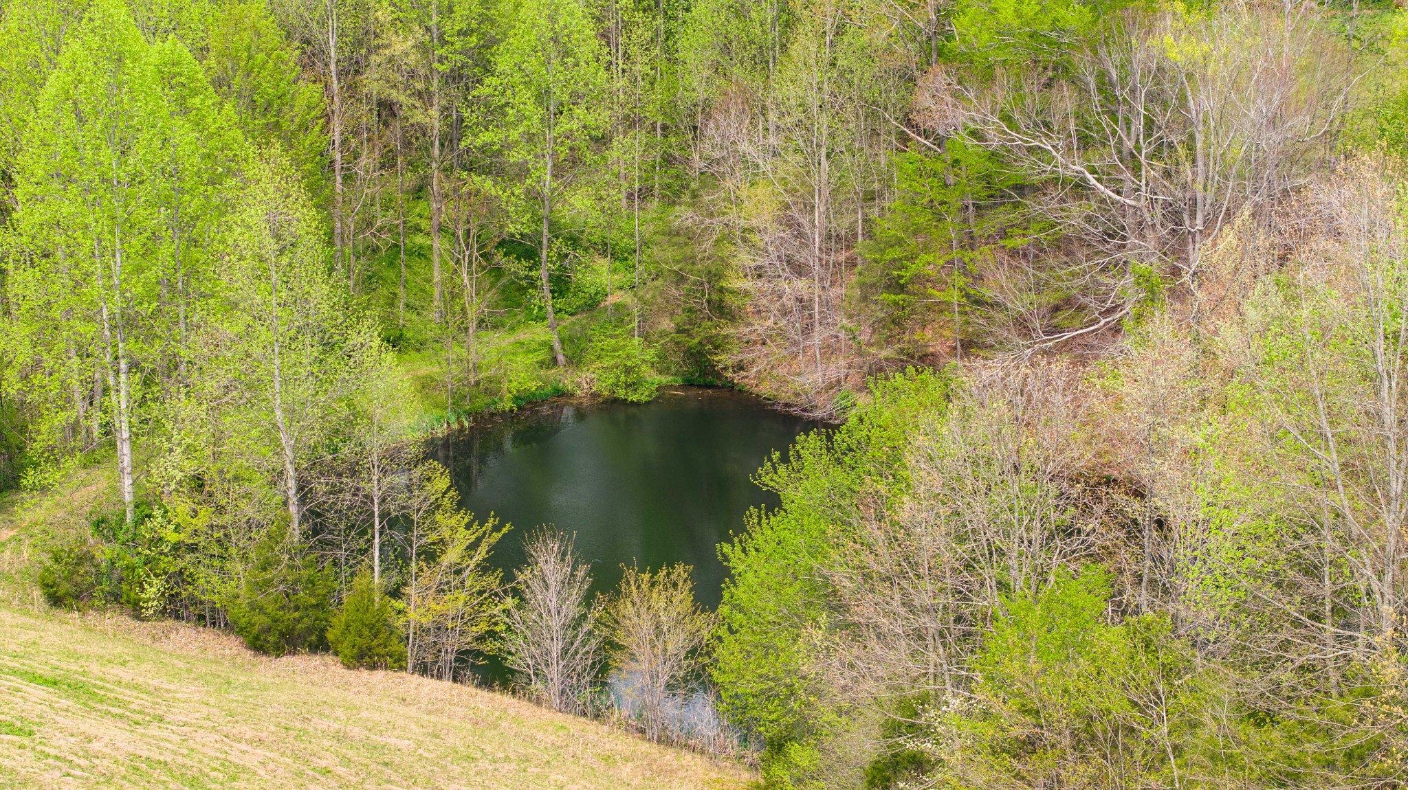0 Powell Road Red Boiling Springs, TN 37150 - Photo 53 of 69 a close up of a plant in a garden