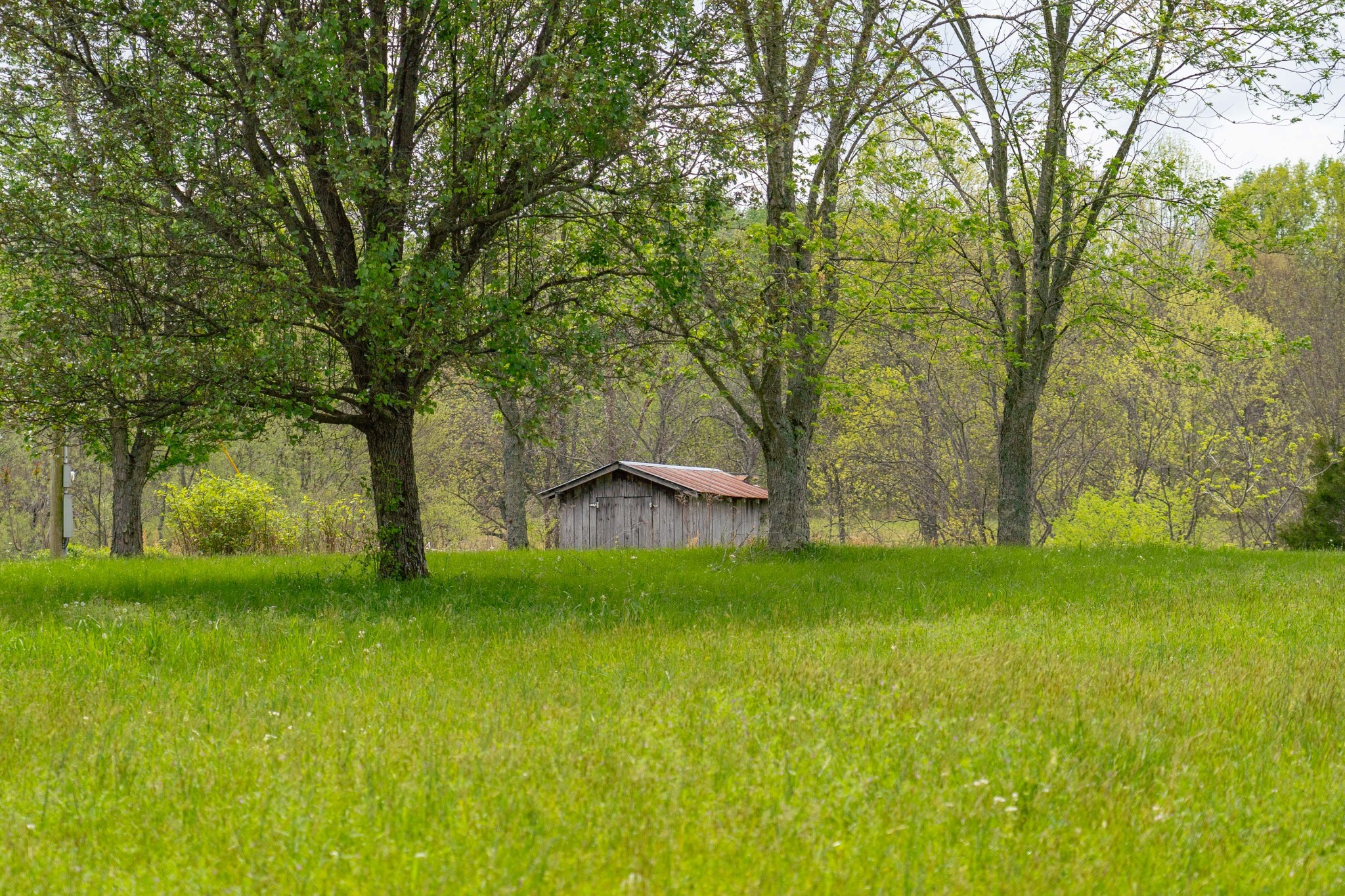 0 Powell Road Red Boiling Springs, TN 37150 - Photo 8 of 69 a backyard of a house with plants and large trees