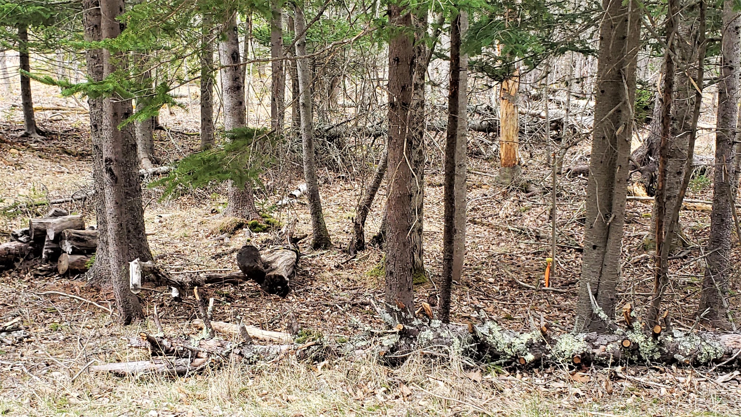 0 Honey Road Little Deer Isle, ME 04650 - Photo 2 of 7 Photo 1