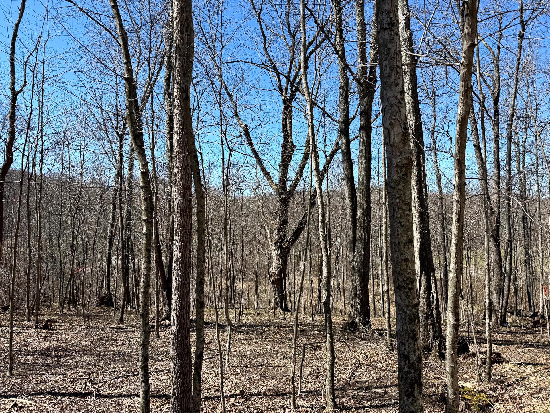 0 Dutch Ridge Road Southeast, Unit WOODS TURKEY RUN TRACT 5) New Lexington, OH 43764 - Photo 12 of 58 CT-12