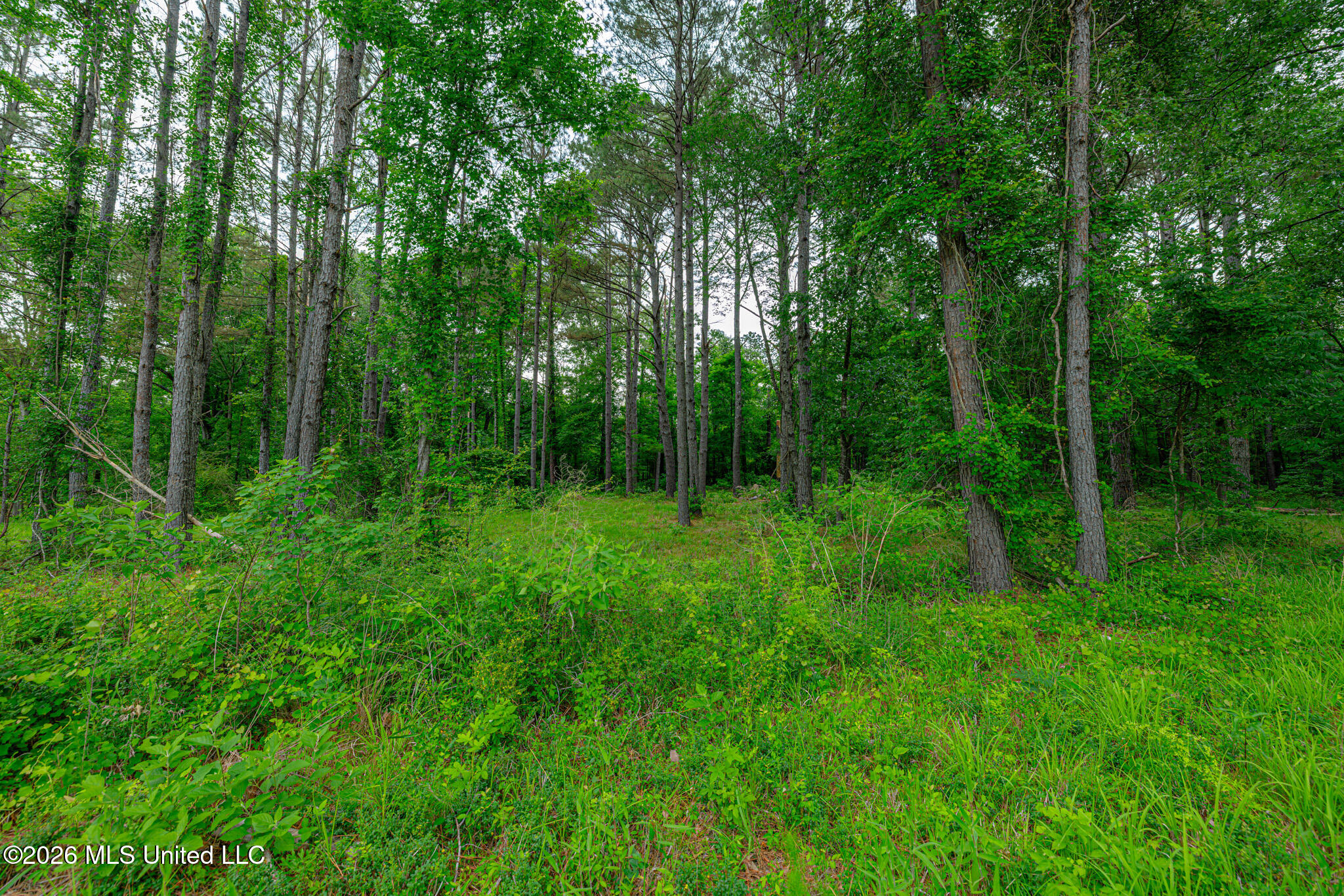 175 Hunter's Cove Madison, MS 39110 - Photo 7 of 18 1R4A6931