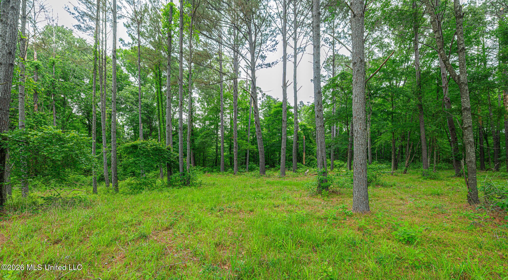 175 Hunter's Cove Madison, MS 39110 - Photo 8 of 18 1R4A6932