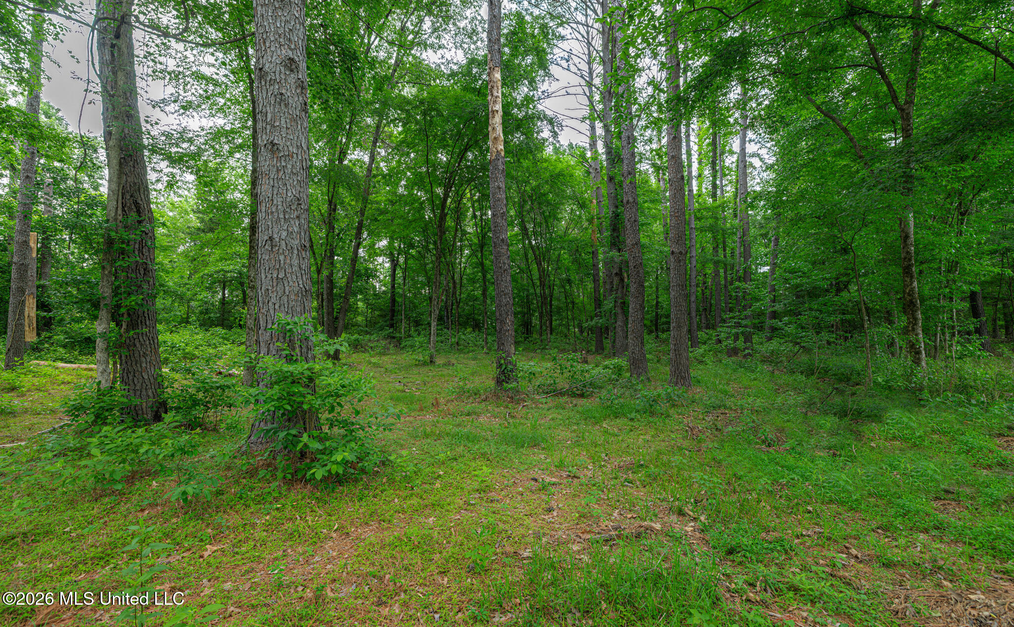 175 Hunter's Cove Madison, MS 39110 - Photo 9 of 18 1R4A6933