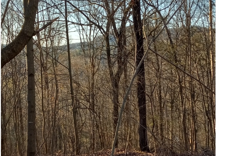Roy Road Ellijay, GA 30536 - Photo 1 of 10 Main View