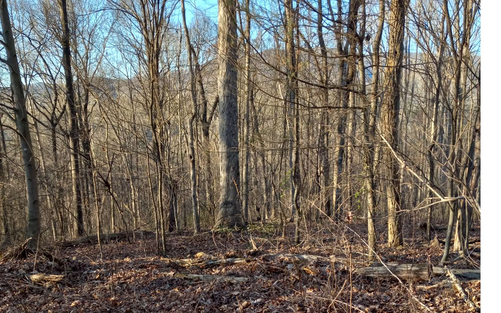 Roy Road Ellijay, GA 30536 - Photo 2 of 10 Additional View