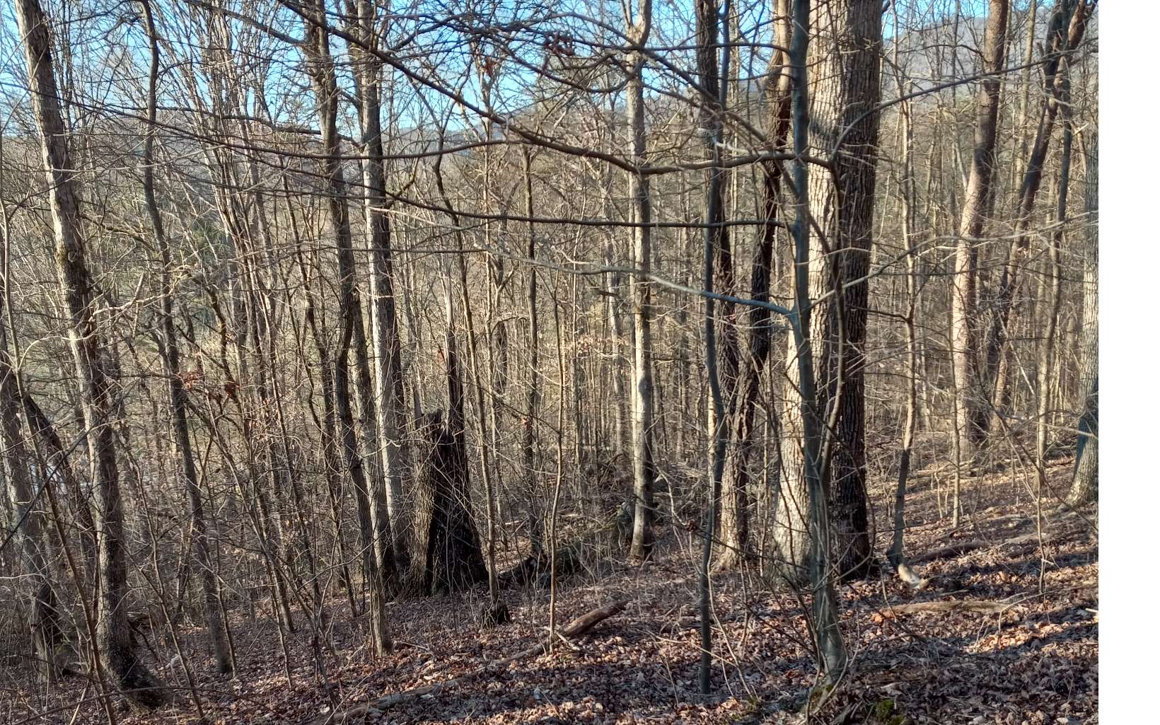 Roy Road Ellijay, GA 30536 - Photo 3 of 10 Additional View