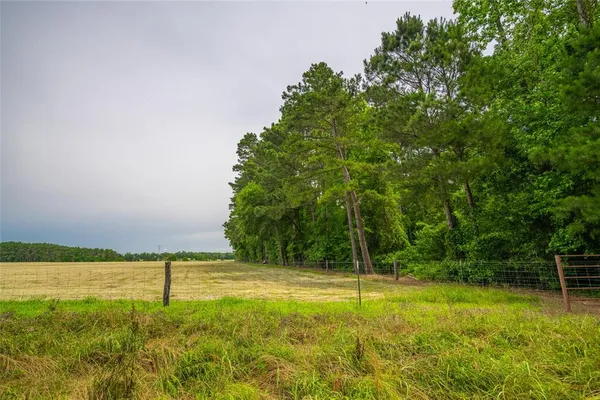 a view of a field with a tree