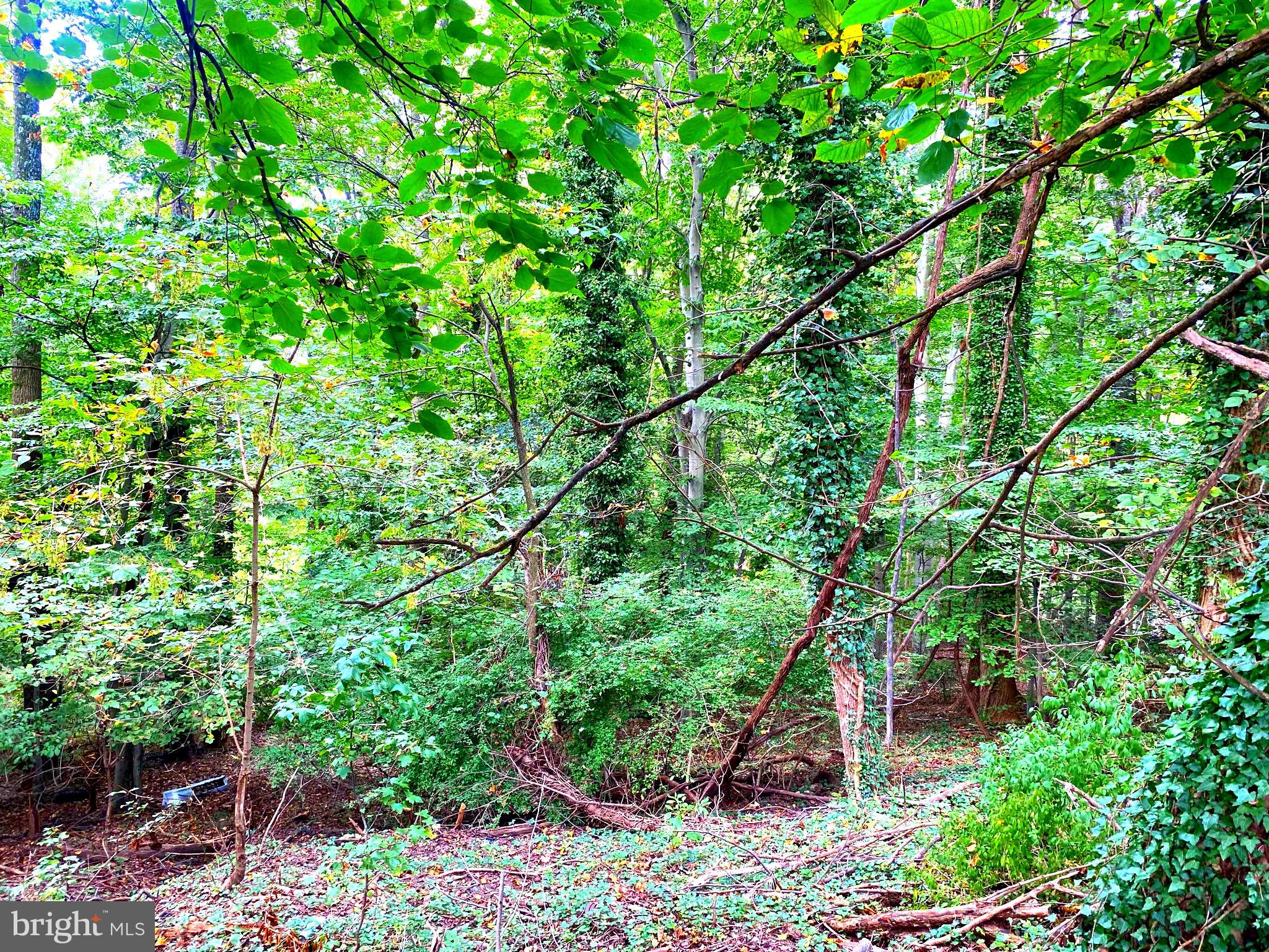 Springwood Drive Temple Hills, MD 20748 - Photo 3 of 9