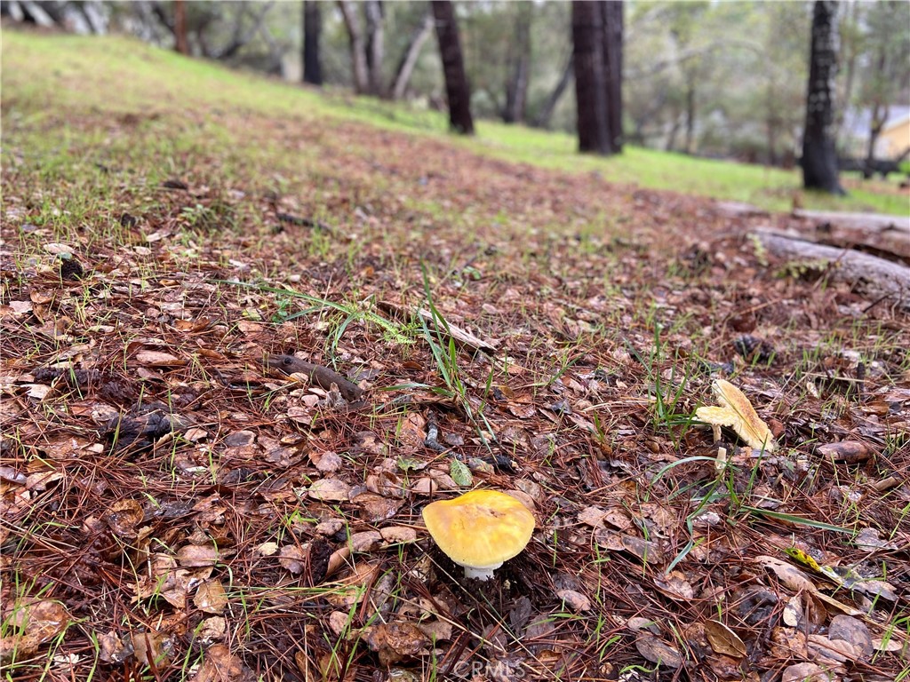0 Kenneth Drive Cambria, CA 93428 - Photo 11 of 20 a view of a yard with of trees