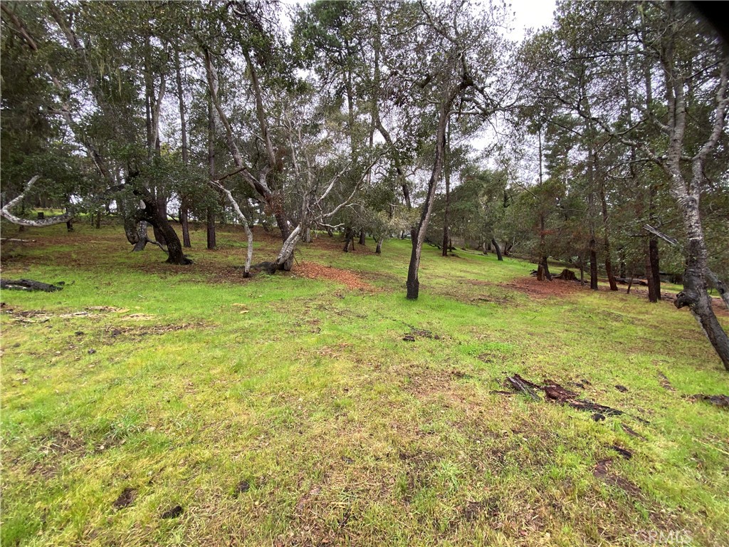0 Kenneth Drive Cambria, CA 93428 - Photo 14 of 20 a view of a tree in a yard